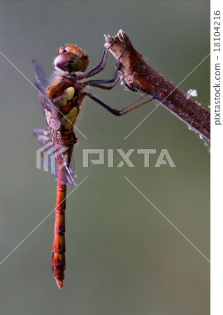 red yellow dragonfly on red yellow dragonfly on 18104216