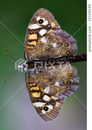 wild brown grey orange butterfly  on 18104240