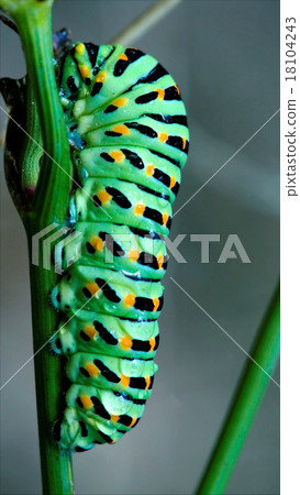 wild caterpillar of Papilio Macaone  on 18104243