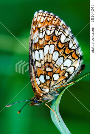 butterfly  on a green 18104245