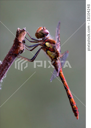 red yellow dragonfly on 18104248