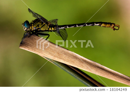 of  wild  yellow 18104249