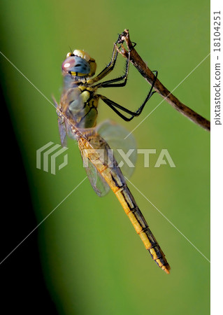 Yellow dragonfly rest 18104251