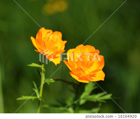 Globe flowers (Trollius) in Siberia Globe flowers (Trollius) in Siberia 18104920