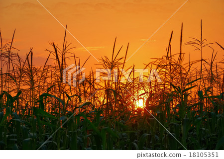 sunset in cornfield sunset in cornfield 18105351