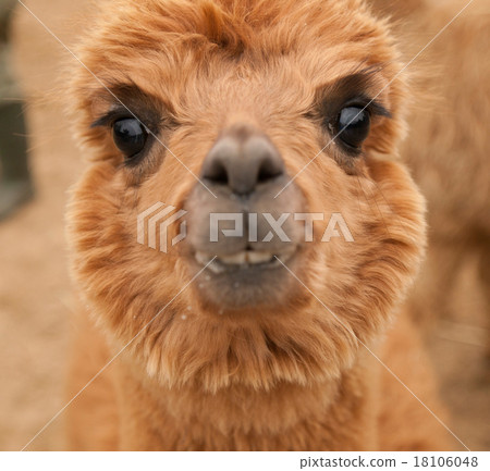 Funny portrait of lama guanaco 18106048