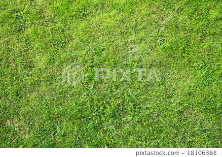 Detailed photo texture of green grass Detailed photo texture of green grass 18106368
