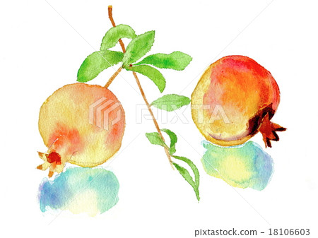 pomegranate  18106603