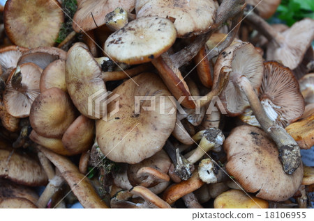 Natural 'Naratake' Dusky (Nojiri Shinno-cho, Kamisui-gun, Nagano Prefecture) 18106955