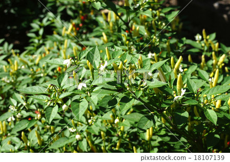 辣椒（小矛） 18107139