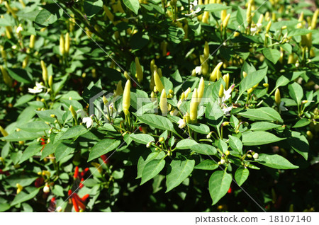 辣椒（小矛） 18107140