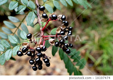 Inuzantho fruit Inuzantho fruit 18107474