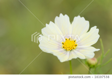 Yellow cosmos 18107538