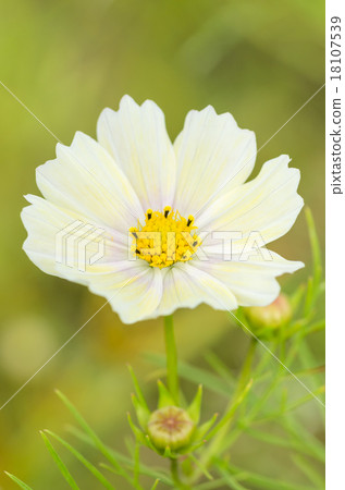 Yellow cosmos 18107539