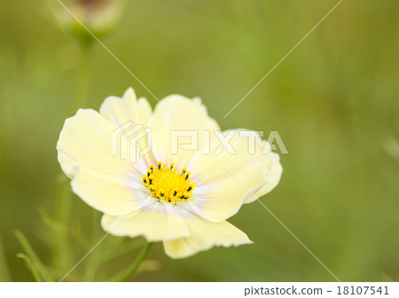 Yellow cosmos Yellow cosmos 18107541
