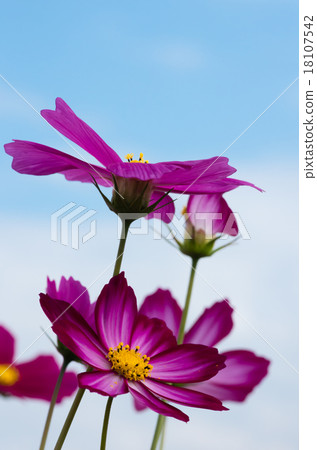 Blue sky and cosmos 18107542