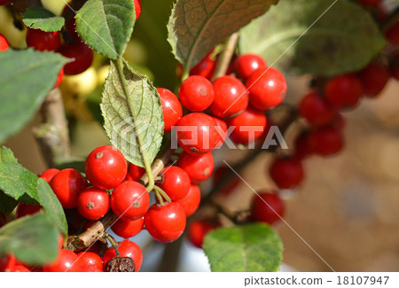 Umbokoda (plum blossom) 18107947