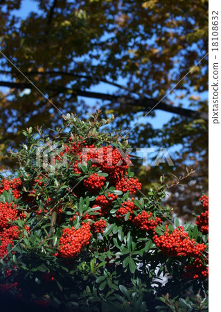 My name is Pinnaclee Tokiwakayama Tokiwa Hawthorn. My name is Pinnaclee Tokiwakayama Tokiwa Hawthorn. 18108632