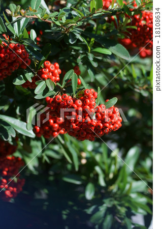 我的名字是Pinnaclee Tokiwakayama Tokiwa Hawthorn。 18108634