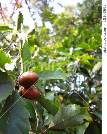 真正的橡子性質 真正的橡子性質 18108692