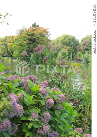 北海道札幌的中島公園 菖蒲池周圍盛開的繡球花 北海道札幌的中島公園 菖蒲池周圍盛開的繡球花 18109810