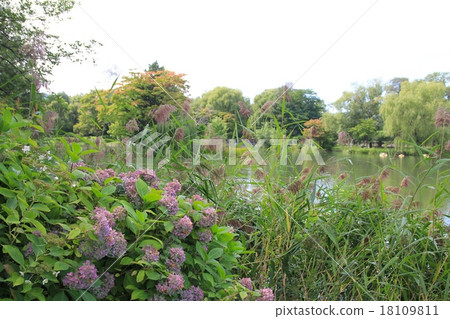 北海道札幌的中島公園 菖蒲池周圍盛開的繡球花 北海道札幌的中島公園 菖蒲池周圍盛開的繡球花 18109811