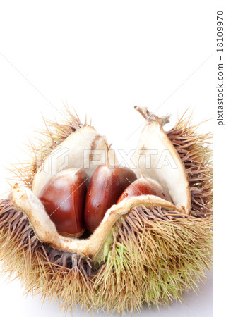 板栗栗子（iguguri）Lipair栗子 18109970