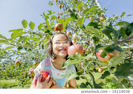 A girl with an apple in an apple field A girl with an apple in an apple field 18110036