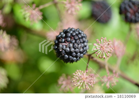 Fruit of Udo 18110069