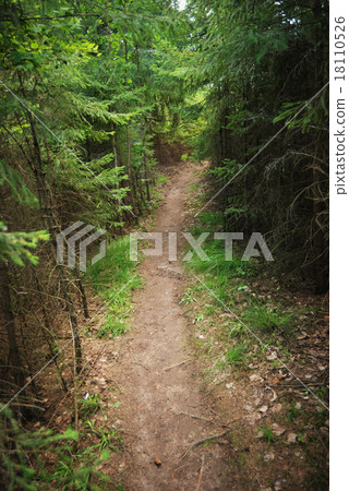 trail in a dense forest 18110526