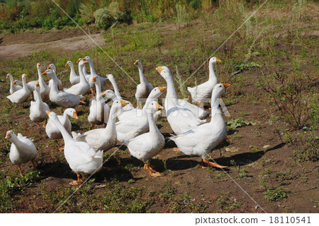 图库照片: flock of domestic geese