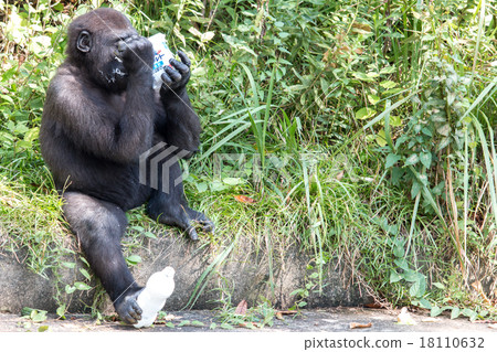 Child of the gorilla Child of the gorilla 18110632