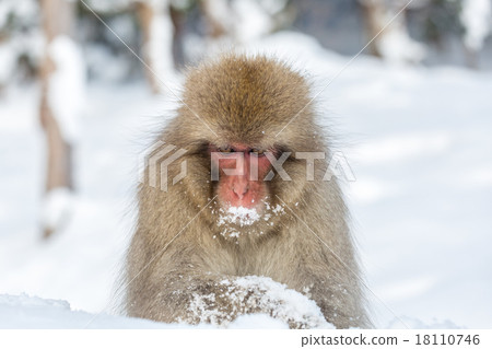 Snow Monkey Macaque Snow Monkey Macaque 18110746