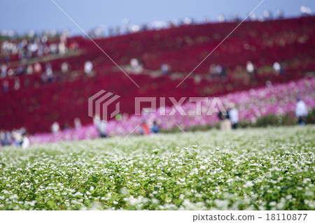 Cosmos Cosmos 18110877