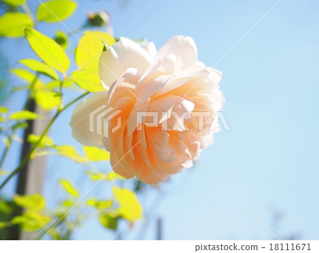 Autumn sky and roses Autumn sky and roses 18111671