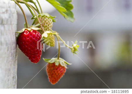 Strawberries in The Farm Strawberries in The Farm 18111695