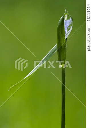 web and abstract 18111914