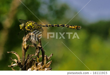 web and anax imperator web and anax imperator 18111915