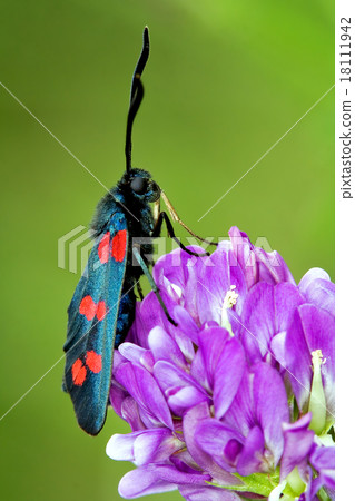 wild fly  Zygaenidae in the flower 18111942