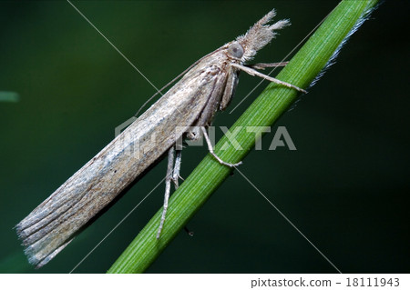 wild grey white little butterfly trichoptera wild grey white little butterfly trichoptera 18111943