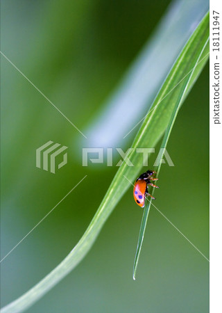 wild red ladybug coccinellidae anatis ocellata wild red ladybug coccinellidae anatis ocellata 18111947