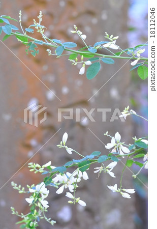 Autumn flowers Autumn flowers 18112046