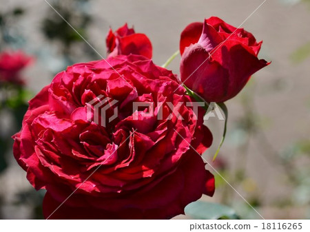 Crimson Rose 18116265