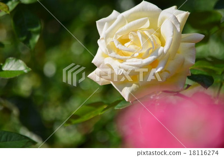 Green blur and autumn rose 18116274