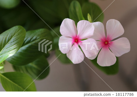 Nichinichiso Nichinichiso 18117786
