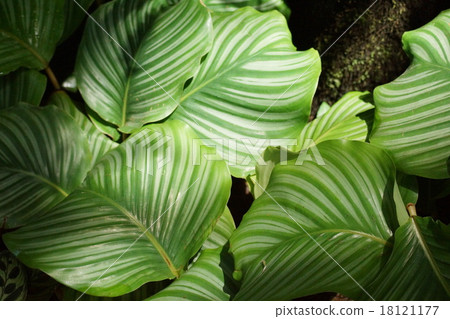 Kalathea Rutz Diforia Kalathea Rutz Diforia 18121177