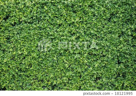 Banyan leaves green wall background Banyan leaves green wall background 18121995