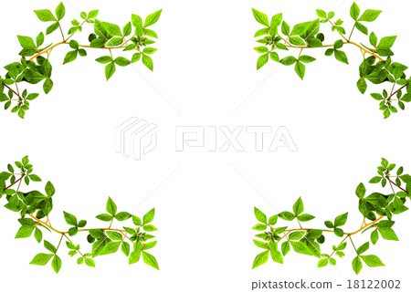 green leave edge 18122002