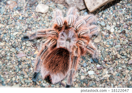 Chilean rose bird spider 18122047