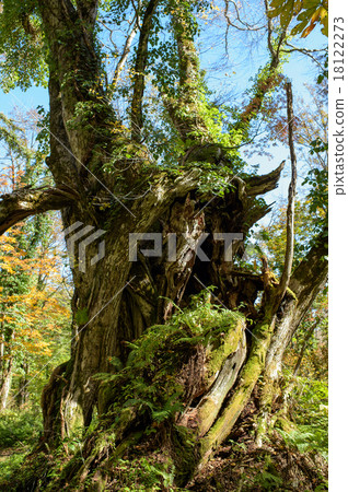 Large wig of Mt. Wakayama Yamagata Prefecture Large wig of Mt. Wakayama Yamagata Prefecture 18122273
